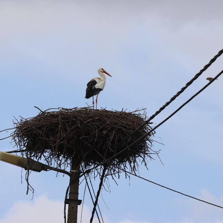 White Stork nest