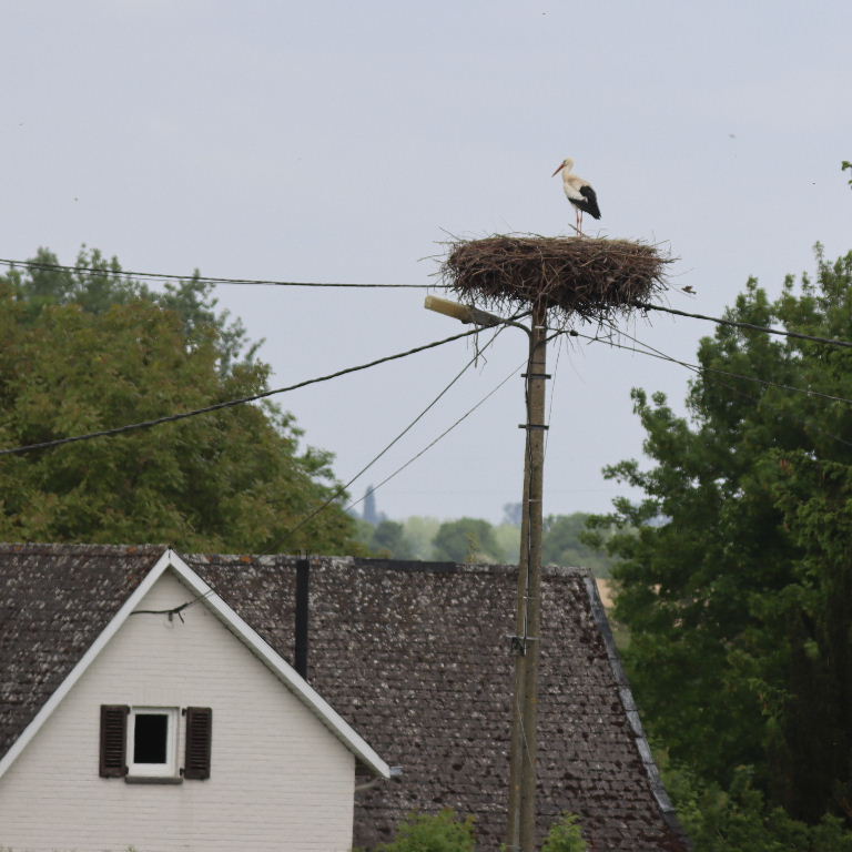 White Stork nest