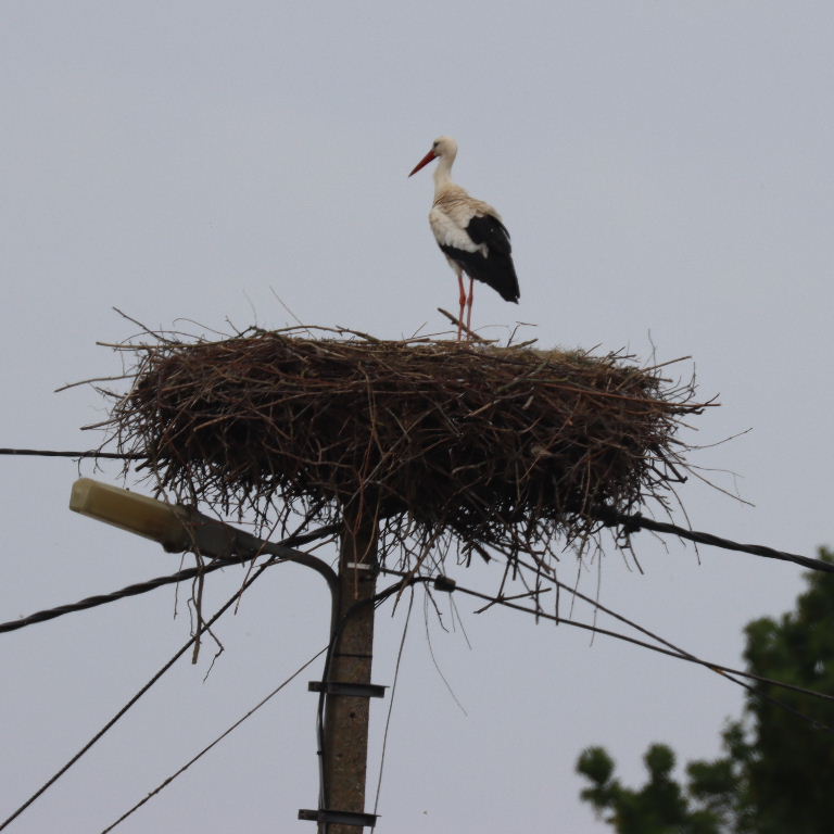 White Stork nest