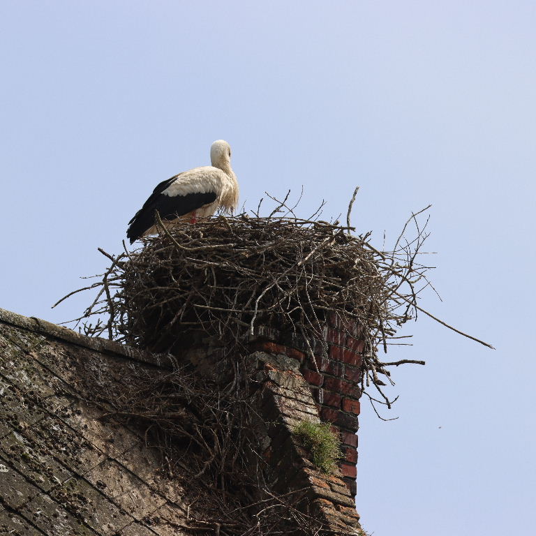 White Stork nest