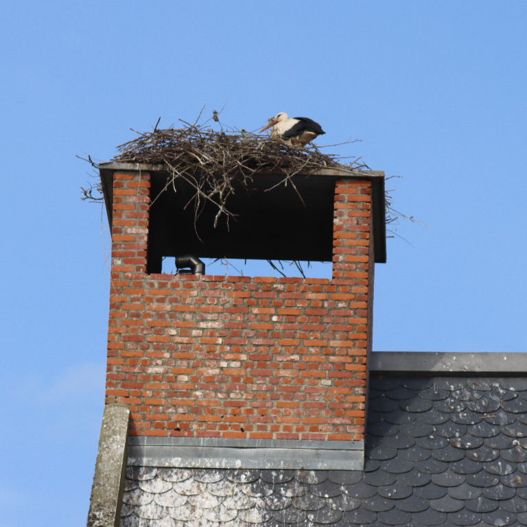 White Stork nest