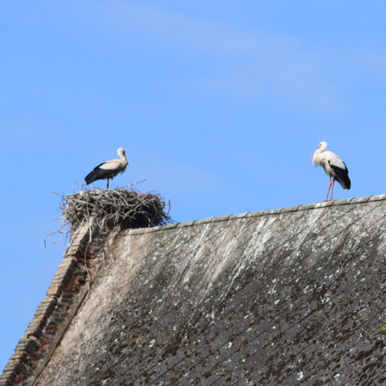 White Stork nest