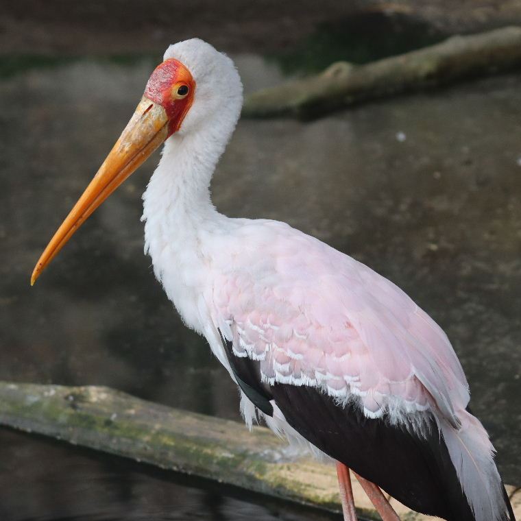 Yellow-billed Stork