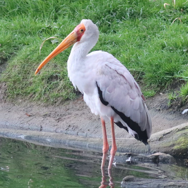 Yellow-billed Stork
