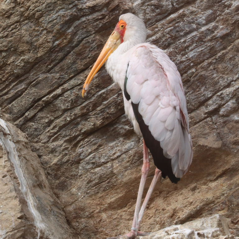 Yellow-billed Stork