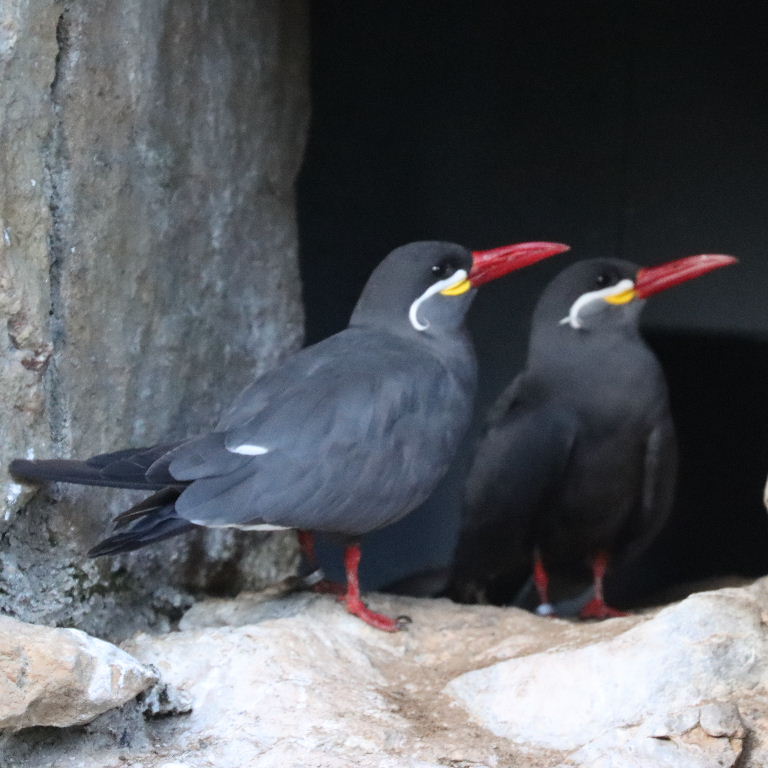 Inca Terns' Sychronised Courting