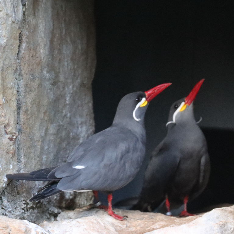 Inca Terns' Sychronised Courting