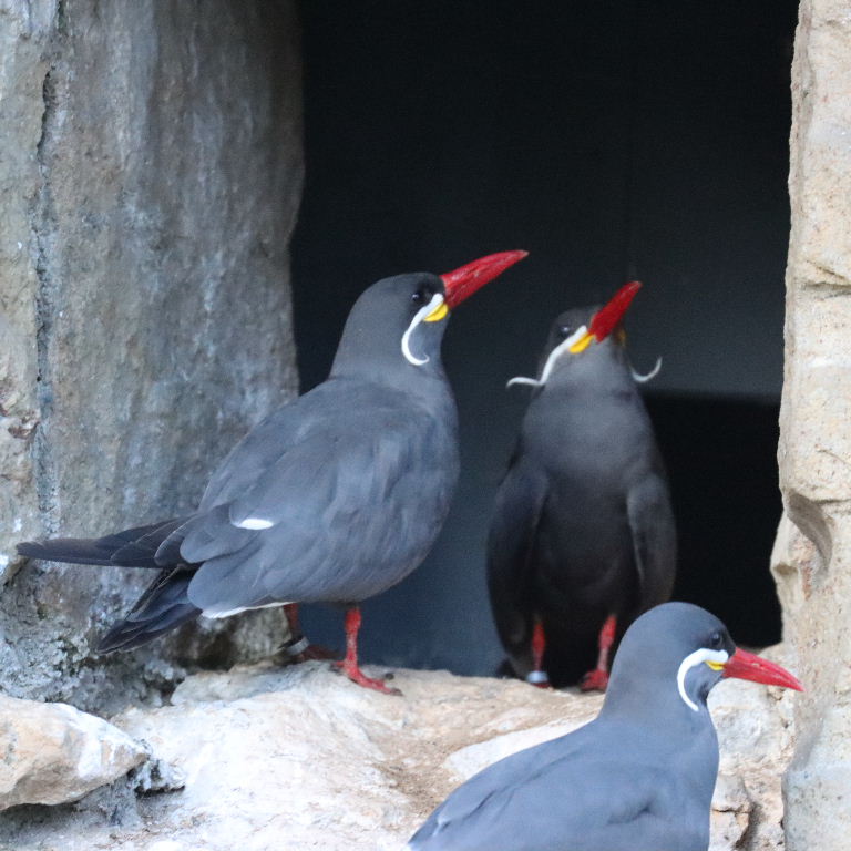 Inca Terns' Sychronised Courting