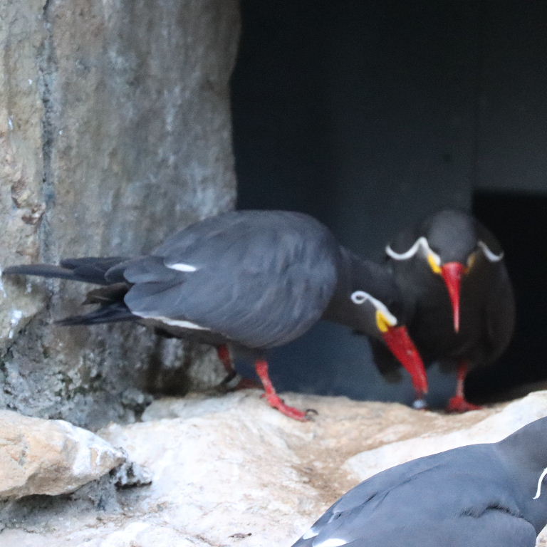 Inca Terns' Sychronised Courting