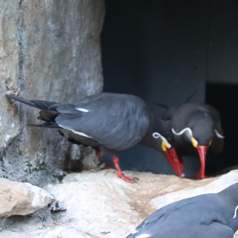 Inca Terns' Sychronised Courting