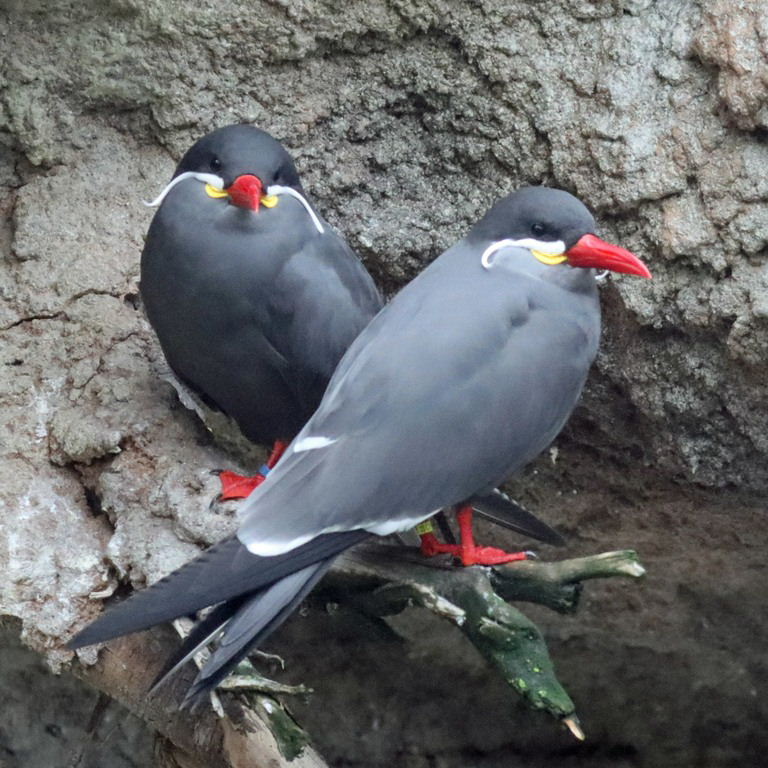 Inca terns