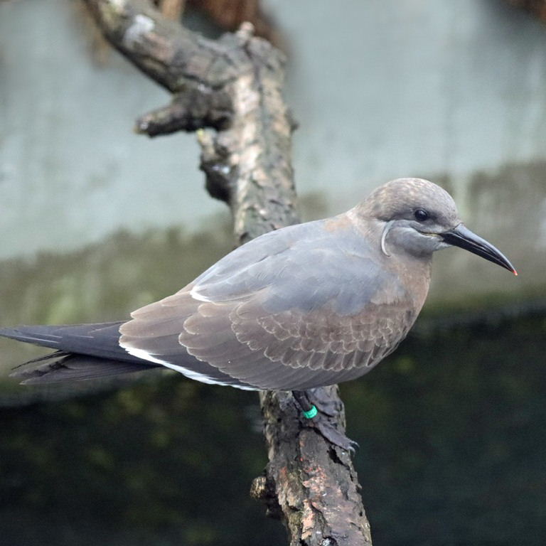 Inca tern juvenile