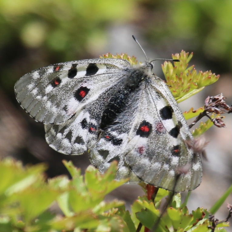 Large Keeled Apollo Butterfly