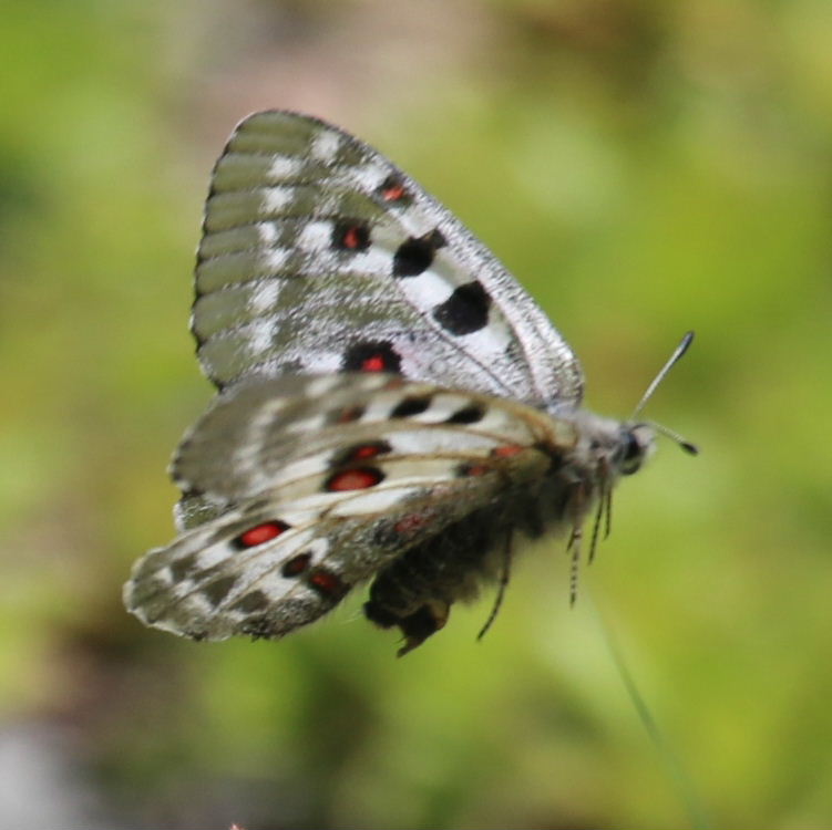 Large Keeled Apollo Butterfly