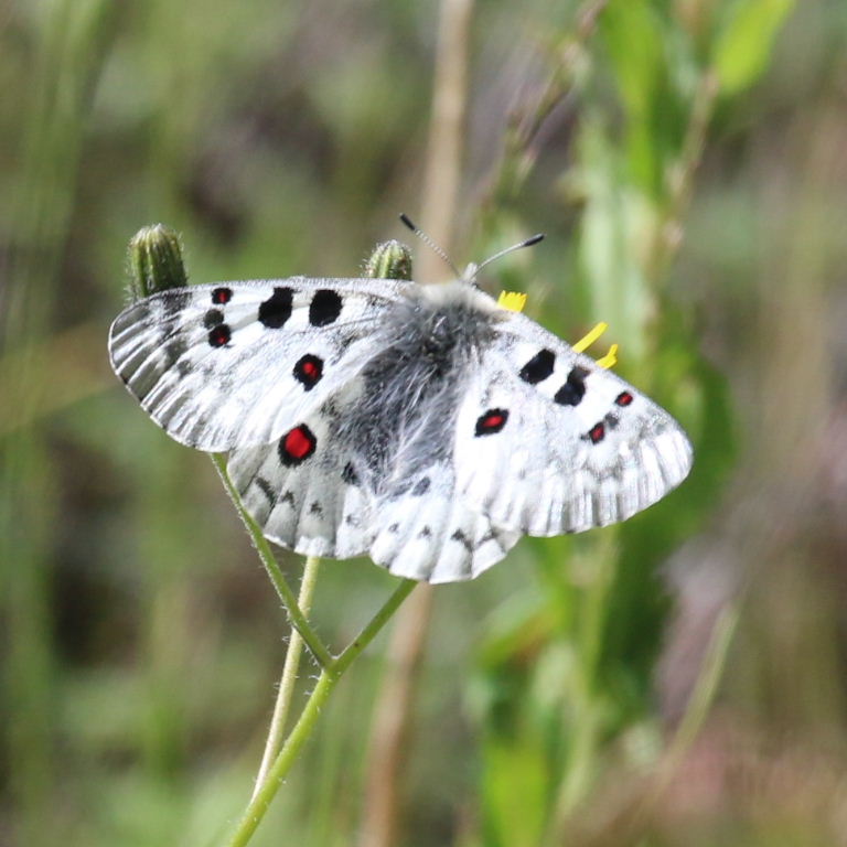 Large Keeled Apollo Butterfly