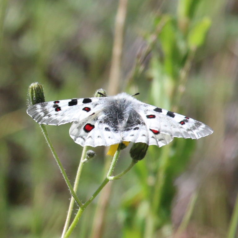 Large Keeled Apollo Butterfly