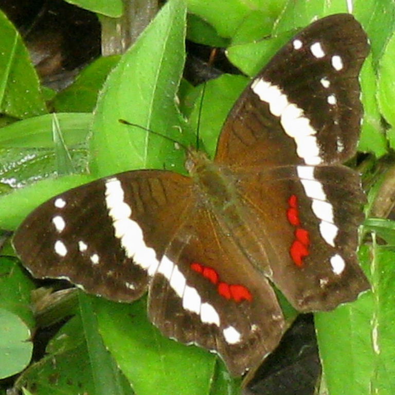 Banded Peacock Butterfly