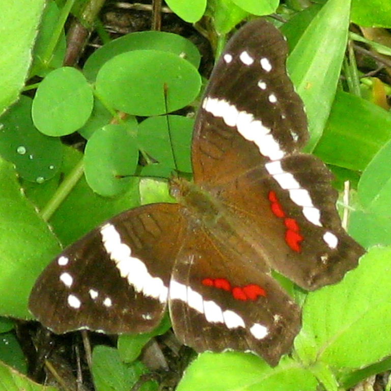 Banded Peacock Butterfly