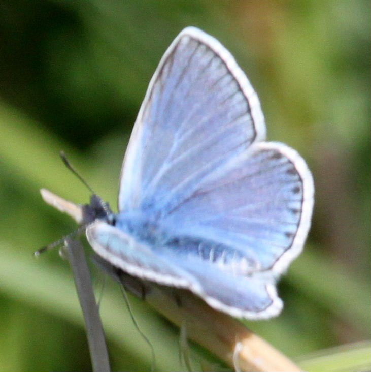 Amanda's Blue Butterfly male