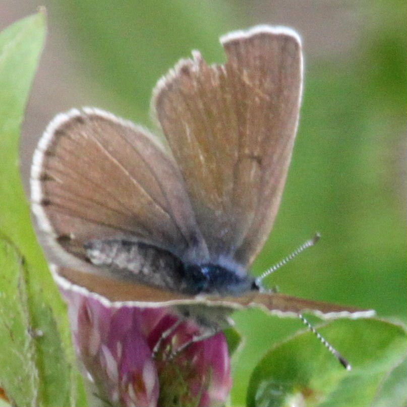 Amanda's Blue Butterfly female