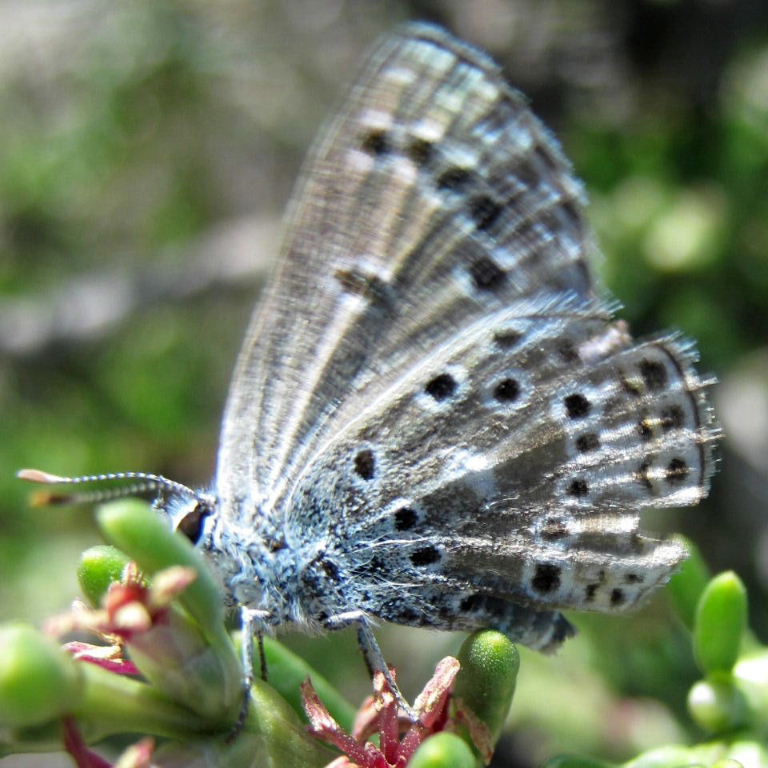 Amanda's Blue Butterfly female