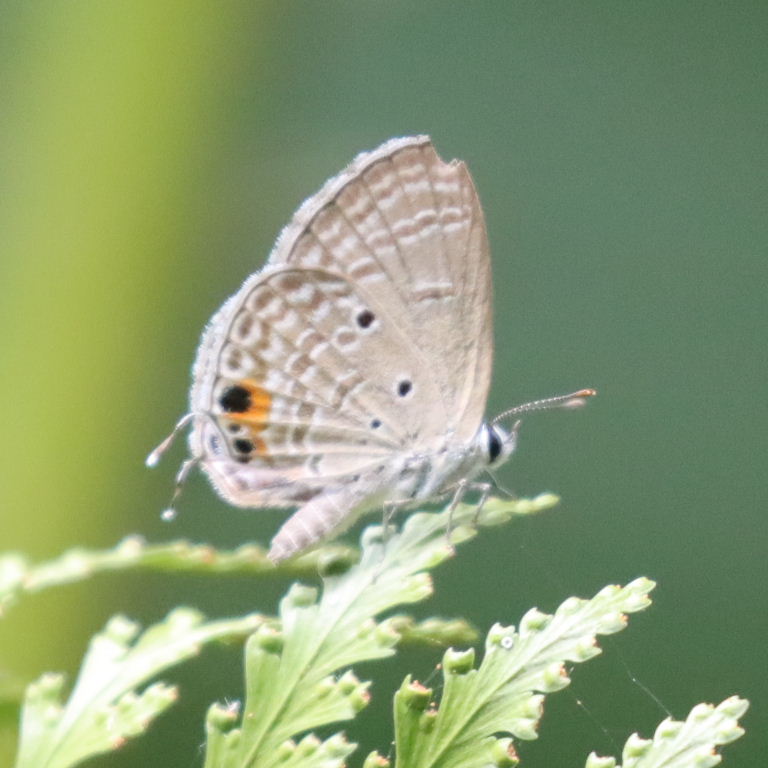 Gram Blue Butterfly