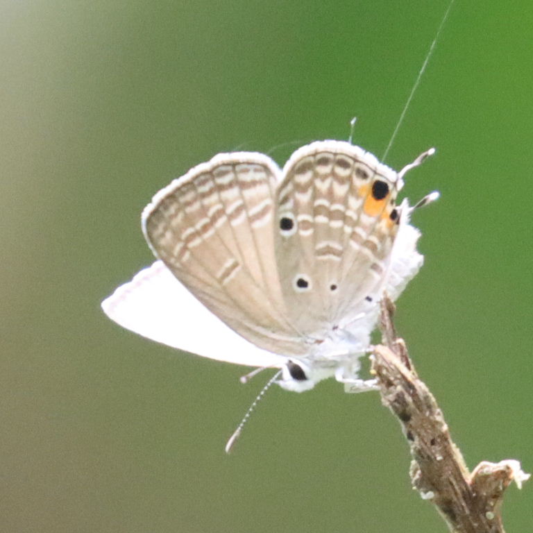 Gram Blue Butterfly