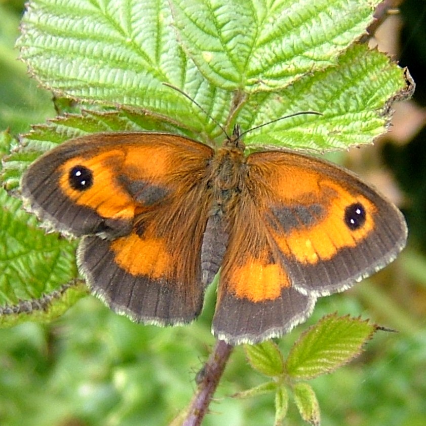 Gatekeeper Butterfly