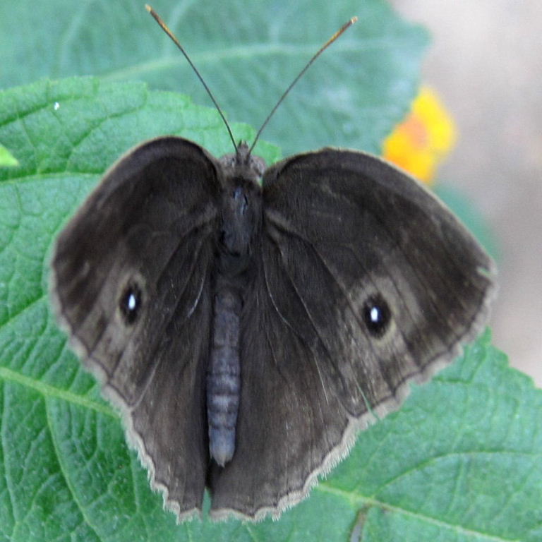 Common Bushbrown Butterfly