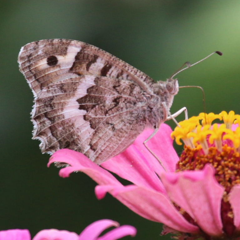 Chazara enervata Butterfly