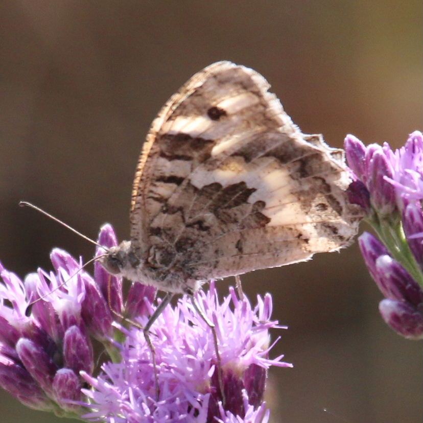 Chazara enervata Butterfly