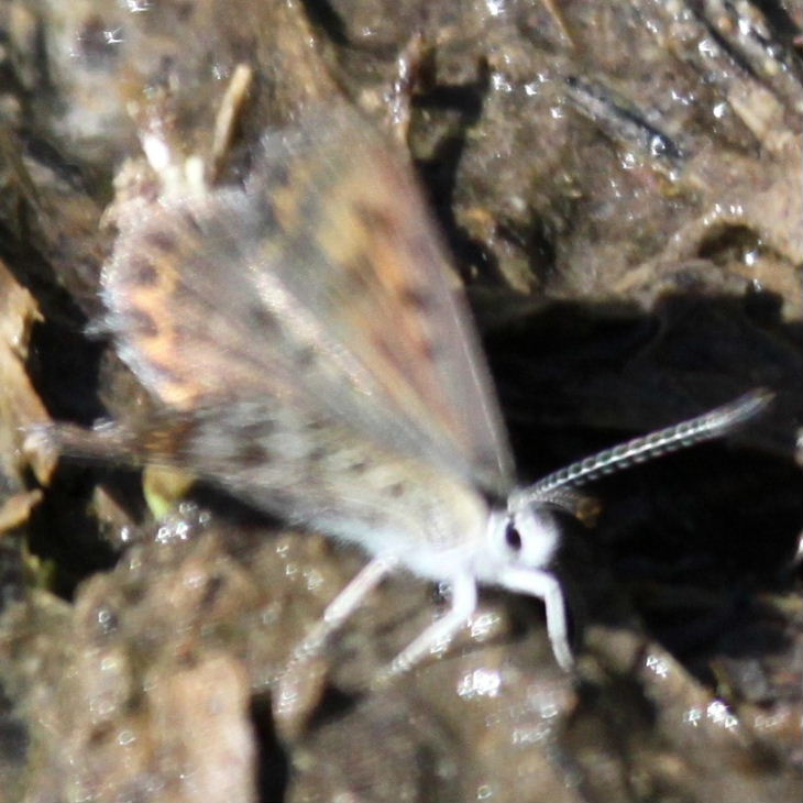 Like Purple-shot Copper butterfly