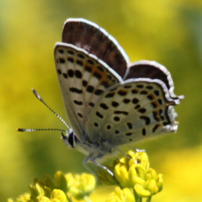 Like tailed Sooty Copper Butterfly