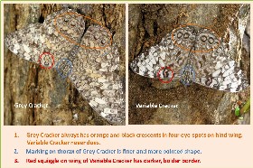 Comparison of Grey and Variable Crackers