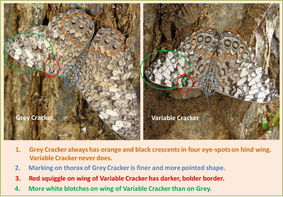 Comparison of Grey and Variable Cracker Butterflies