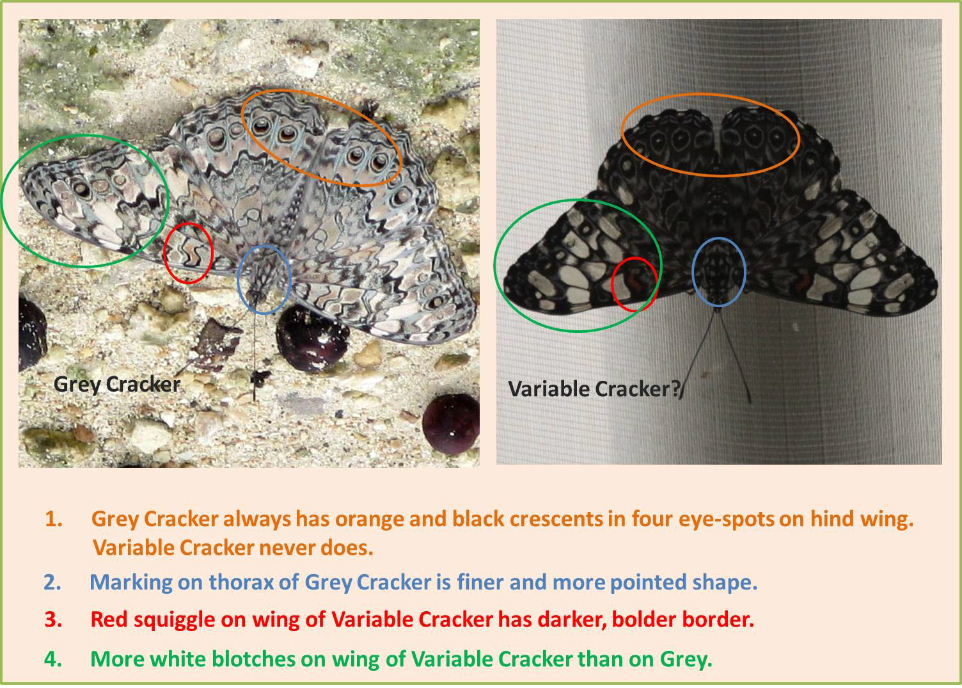Comparison of Grey and Variable Cracker Butterflies