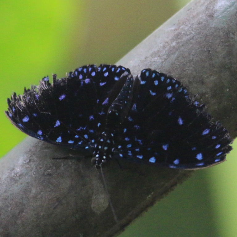 starrynightcrack1 Cracker