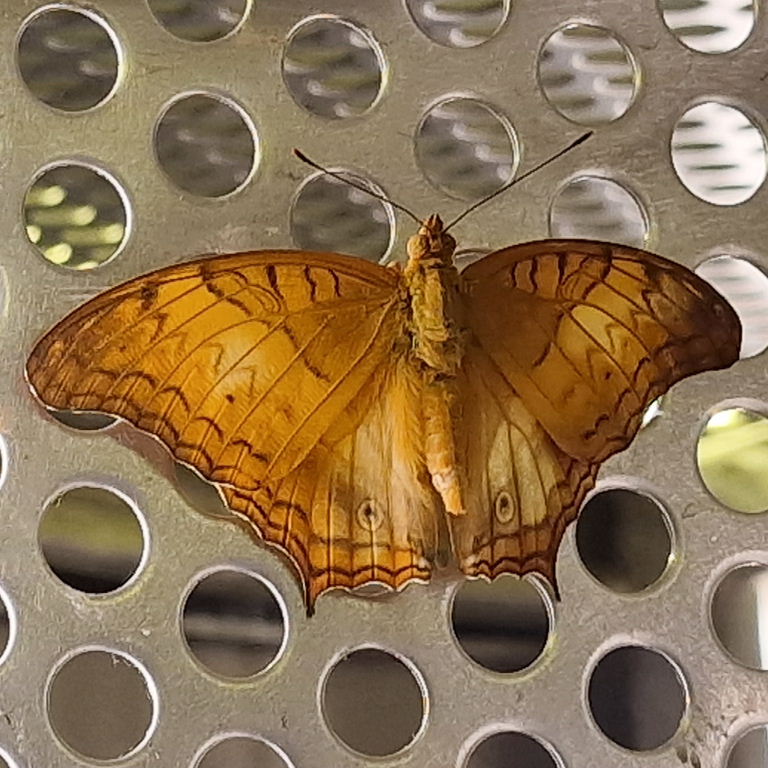 Malay Cruiser Butterfly male