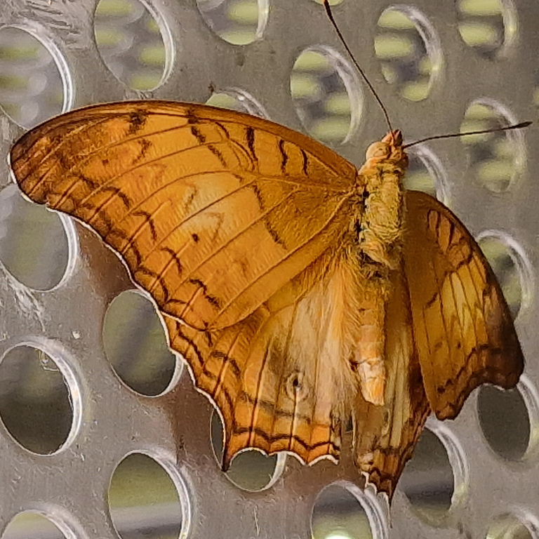 Malay Cruiser Butterfly male