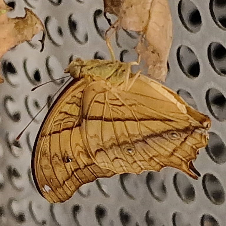 Malay Cruiser Butterfly male
