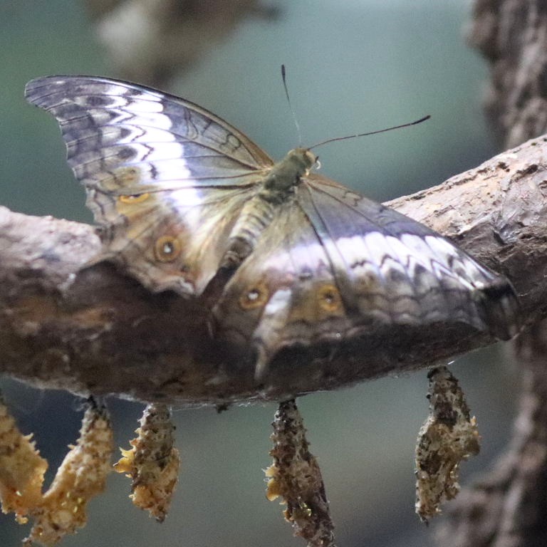 Malay Cruiser Butterfly female
