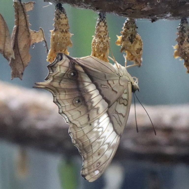 Malay Cruiser Butterfly female