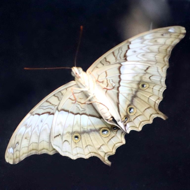 Malay Cruiser Butterfly female