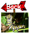 Back to caterpillars