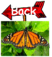 Back to Monarch butterfly