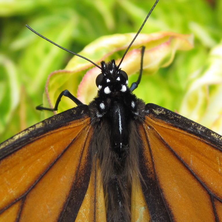 More monarch butterflies
