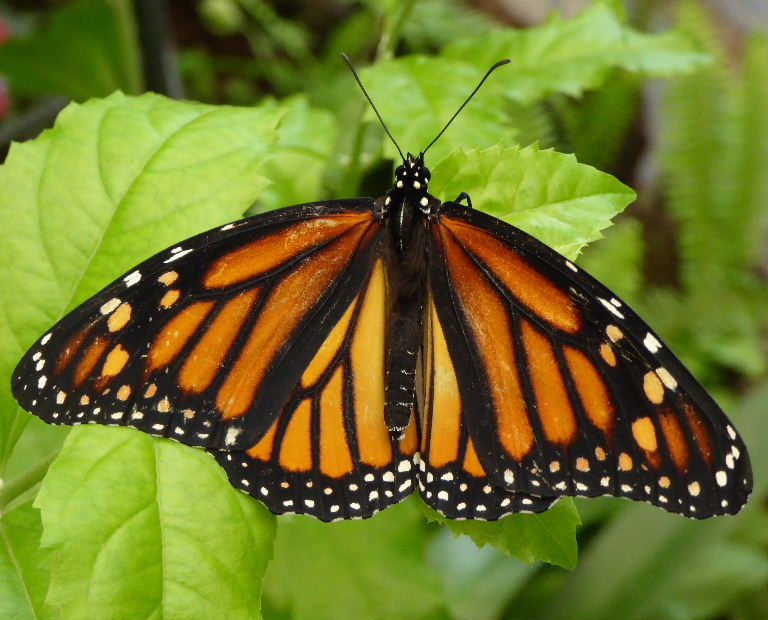 Monarch Butterfly female