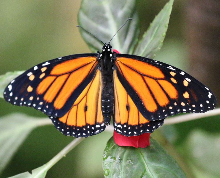 Monarch Butterfly male