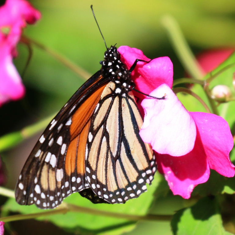 Monarch butterfly underside