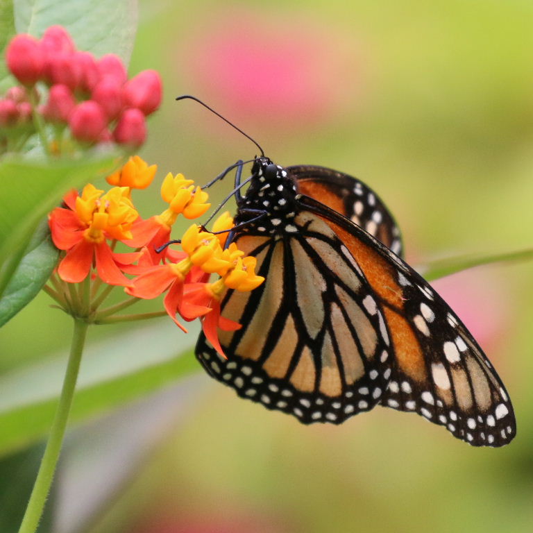 Monarch butterfly on milkweed